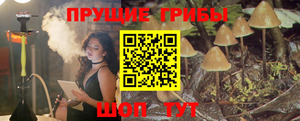 Галлюциногенные грибы Cubensis  Вход с VPN  Псилоцибиновые грибы мицелий  Кудрово 